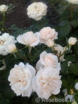 Lions Rose Lions Rose