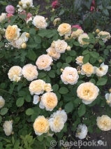 Crown Princess Margareta® Crown Princess Margareta®