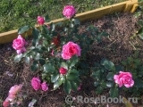 La Rose de Molinard ® La Rose de Molinard ®