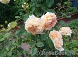 Crown Princess Margareta® Crown Princess Margareta®
