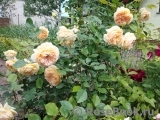 Crown Princess Margareta® Crown Princess Margareta®