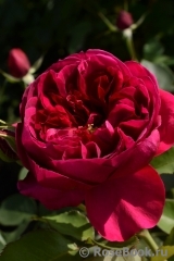 Darcey Bussell Darcey Bussell