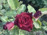 Black Baccara Black Baccara