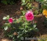 Rosenfee