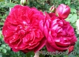 Darcey Bussell Darcey Bussell