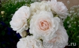 Great North Eastern Rose 