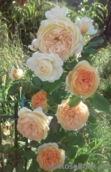 Crown Princess Margareta® Crown Princess Margareta®