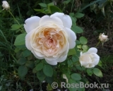 Crocus Rose® Crocus Rose®