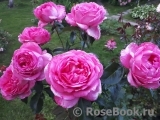 La Rose de Molinard ® La Rose de Molinard ®