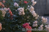 Hans Gonewein Rose Hans Gonewein Rose