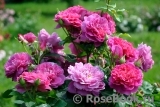 Princess Anne Princess Anne
