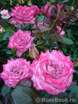 Moody Blues! ® Moody Blues! ®