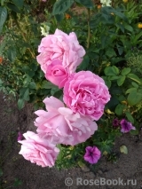 Caresse