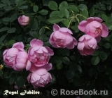 Royal Jubilee Royal Jubilee