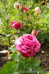 Heidi Klum Rose Heidi Klum Rose