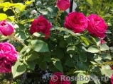 Falstaff® Falstaff®