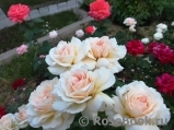 Chandos Beauty Chandos Beauty