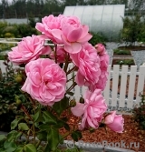 Home & Garden Home & Garden