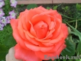 Tropicana Tropicana