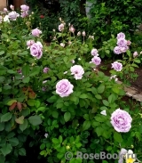 Novalis Novalis