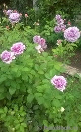 Novalis Novalis