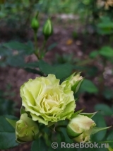 Luviana ® Luviana ®