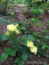 Luviana ® Luviana ®