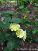 Luviana ® Luviana ®