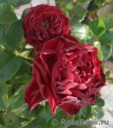 Claret Pixie Claret Pixie