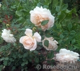 Crocus Rose® Crocus Rose®