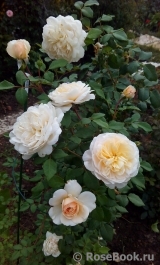 Crocus Rose® Crocus Rose®