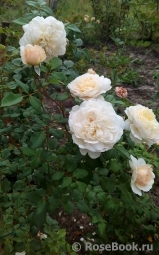 Crocus Rose® Crocus Rose®