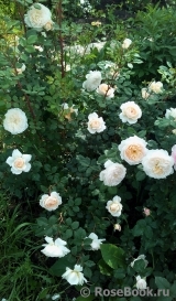Crocus Rose® Crocus Rose®