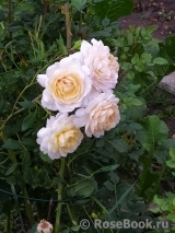 Crocus Rose® Crocus Rose®