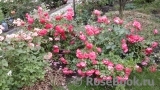 Rosarium Uetersen Rosarium Uetersen