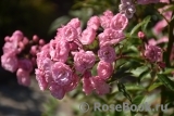 Heavenly Pink Heavenly Pink
