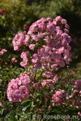 Heavenly Pink Heavenly Pink