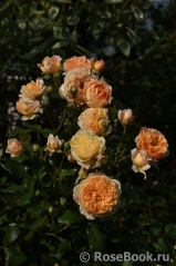 Crown Princess Margareta® Crown Princess Margareta®