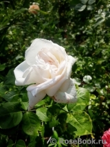 White O'Hara