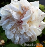 White O'Hara