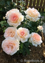 Chandos Beauty Chandos Beauty