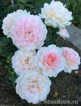 Chandos Beauty Chandos Beauty