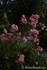 Heavenly Pink Heavenly Pink