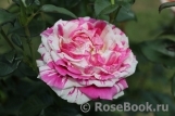 Vanille Fraise ® Vanille Fraise ®
