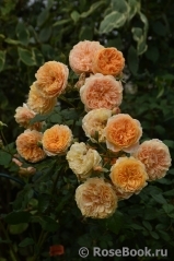 Crown Princess Margareta® Crown Princess Margareta®