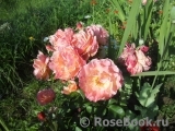 Augusta Luise Augusta Luise