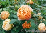 Lady of Shalott Lady of Shalott