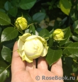 Lemon Rokoko ® Lemon Rokoko ®