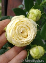 Lemon Rokoko ® Lemon Rokoko ®