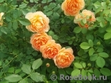 Lady of Shalott Lady of Shalott